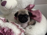 Orjinal Pug Bebekler