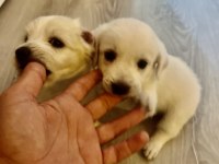 Beyaz meleklerim terrier maltese