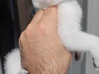 British shorthair kedisi