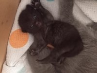 Scottish Fold Ve British Shorthair Yavrular