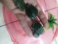 Su Kaplumbağası Bebek Kırmızı Yanak Singapur