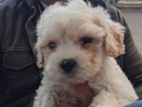 Maltipoo erkek