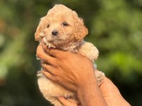 AŞILI ÇİŞ EĞİTİMLİ MALTİPOO BEBEKLER 
