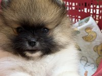 Pomeranian boo garantili