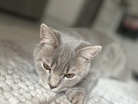 8 aylık british shorthair