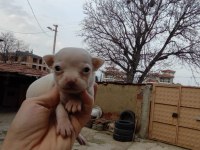 Tea cup chihuahua