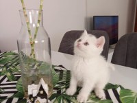 Konuşan kedi