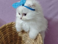 British Longhair Beyaz 2 Aylık