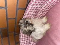 Erkek Shih Tzu