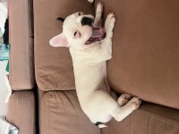 French bulldog yavrusu