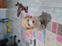 1 buçuk yaşında erkek maltipoo
