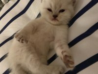 Kaliteli Scottish Fold Yavrular