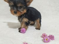 Mini Boy Teacup Yorkshire Terrier Yavrular