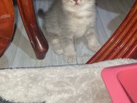 Scottish fold ve scottish straight bebekler