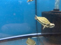 Orijinal Kırmızı Yanak Singapur Bebek Kaplumbağalar