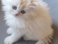 British Longhair Gökyüzünün En Güzel Tonu Bu Gözlerde
