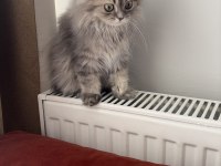 British Longhair Yavrularımız Yuvalarını Arıyor