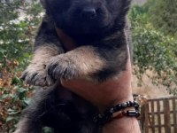Alman kurdu yavru köpekler