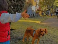 Ücretsiz sahiplendirmek istanbul içi cavalier king charles