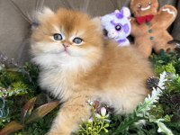 Yüksek Kalite British Longhair