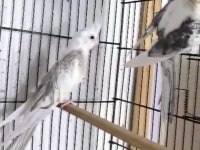 Çok sağlıklı bilezikli genç takım sultan papağanı
