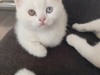 British shorthair 3 aylık