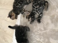 Ödüllü babadan 3 adet yeni doğan bengal kedisi