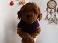 Red brown Toy Poodle Yavrum