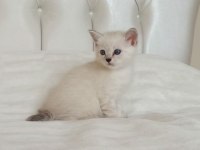 Erkek british shorthair