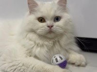 British Longhair Old Eyes
