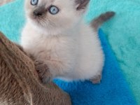 Yeni Yuvasına Hazır British Shorthair Yavrumuz