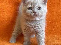 British shorthair dişi