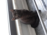 Koyu kahverengi british shorthair