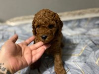 Red toy poodle yavrular