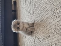 2 aylık dişi kedimiz sahiplendirme