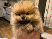 Yurt Dışı Kalite Pomeranian Boo Erkek Yavrum