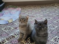 British Shorthair Kediler