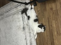 ACİL ÜCRETSİZ 2 YAŞINDA KEDİMİZ