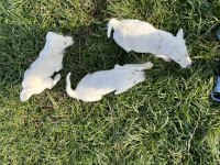 Safkan 2 Aylık Akbaş Yavruları