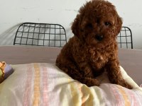 Kore kan toy poodle
