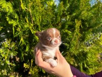 chihuahua