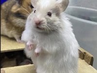 81 İLE HAMSTER BİZİMLE GÖRÜŞMEDEN KARAR VERMEYİN
