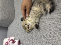 Scottish fold 2 aylık