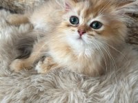 British longhair kedisi