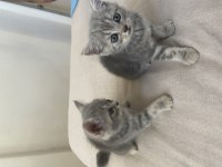 British Shorthair Blue Tabby Yavrular