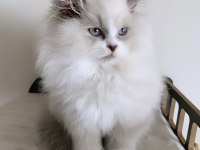 Erkek ragdoll yavrumuz yeni ailesini arıyor