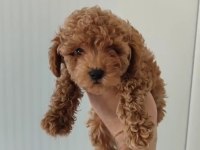 Süper poodle erkekler