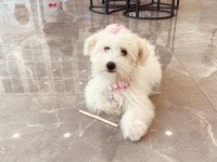 4 Aylık Maltipoo Dişi