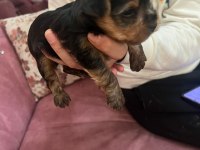 1 aylık yorkshire terrier