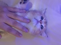 Golden son kalan erkek yavru british shorthair